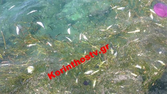 Η θάλασσα ξέβρασε νεκρά ψάρια στην παραλία του Αγίου Νικολάου στην Κόρινθο
