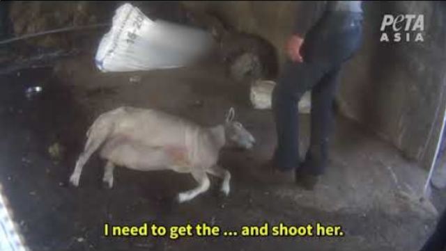 Κτηνοτρόφος καταδικάσθηκε γιατί χτυπούσε τα πρόβατά του με γροθιές στο κεφάλι