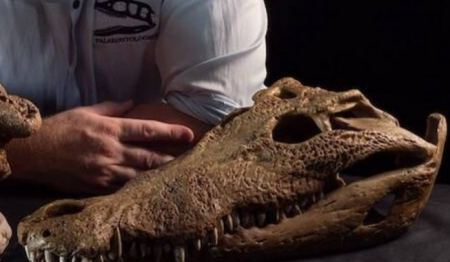 Οι Αυστραλοί ανακάλυψαν είδος κροκόδειλου, με... μικρό δεινόσαυρο στο στομάχι του