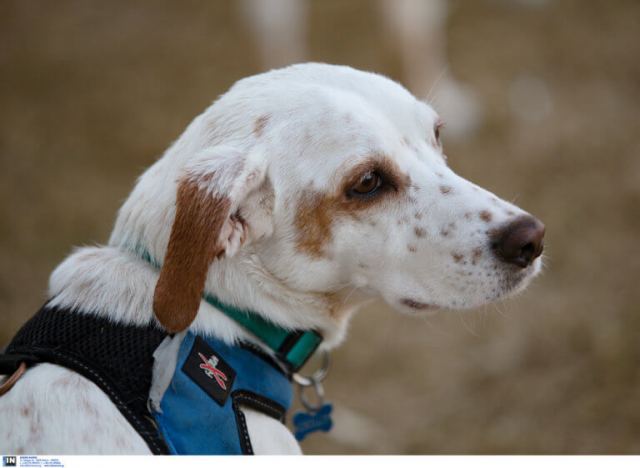 Κέρκυρα: «Καμπάνα» σε 67χρονο που πυροβόλησε το σκύλο του