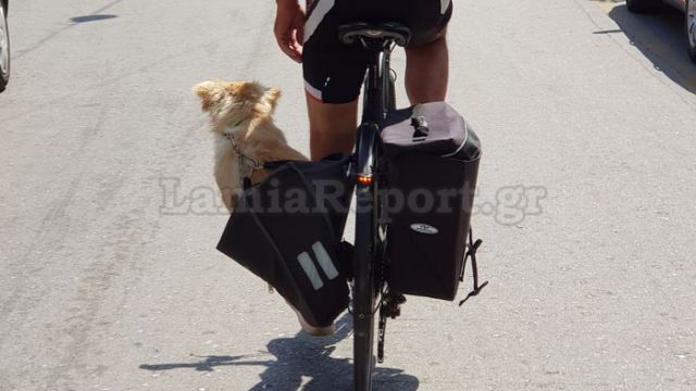 Λαμία: Ποδηλατοβόλτα για σκύλο στο κέντρο της πόλης....