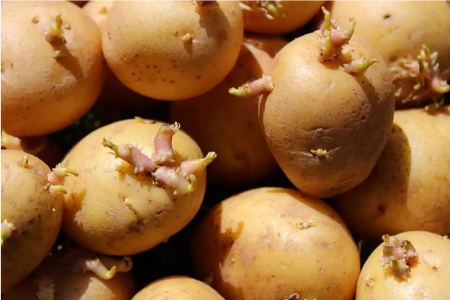 Γιατί οι πατάτες με φύτρες μπορεί να είναι επικίνδυνες για κατανάλωση: Τι μπορείτε να κάνετε