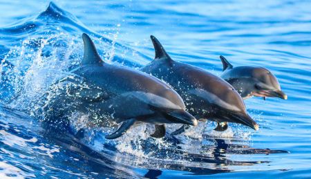 Γαλλία - Κόλπος Γασκώνης: Δένουν τα αλιευτικά για να προστατεύσουν τα δελφίνια