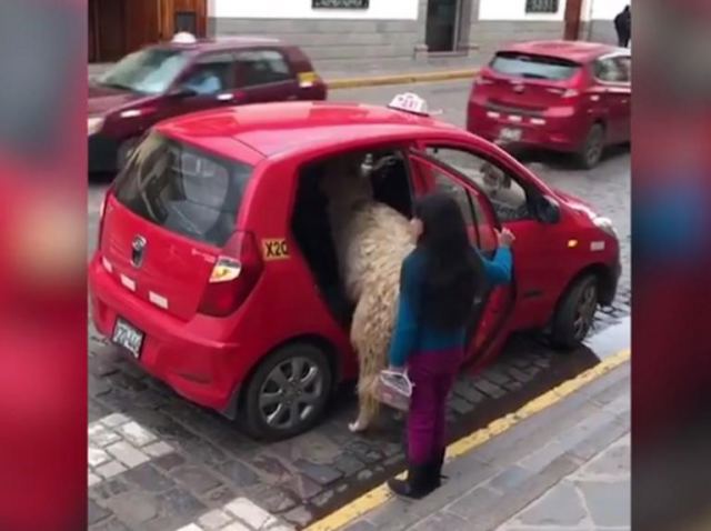 Ταξί: Αυτός είναι ο πιο παράξενος και σπάνιος πελάτης! - Video