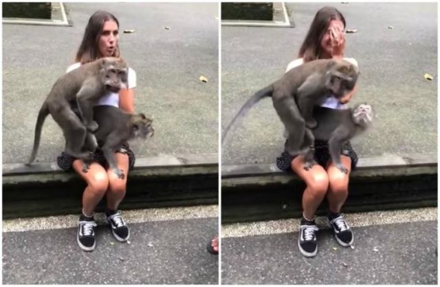 Μαϊμούδες… πορνοστάρ του δίνουν και καταλαβαίνει στα πόδια κοπέλας! video