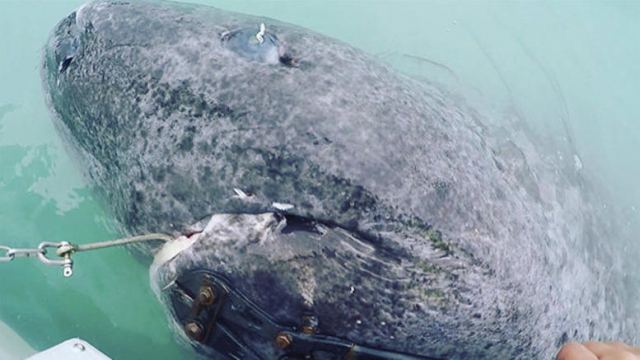 Ψάρεψαν το γηραιότερο πλάσμα στη Γη: Εναν καρχαρία 512 ετών!