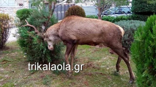 Ελάφι έκοβε βόλτες σε κήπους στους Θρακομακεδόνες - Βίντεο