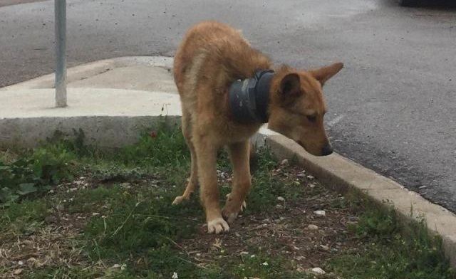 Φθιώτιδα: SOS για σκυλί με σωλήνα στο λαιμό!