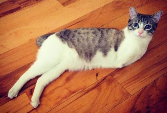 Αυτή η γάτα έχει μόνο δύο πόδια και για αυτό κατακτάει το Instagram