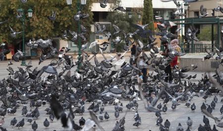 Στο κυνήγι των «φτερωτών αρουραίων» η Θεσσαλονίκη: Επιχείρηση απομάκρυνσης μέχρι και με… εναερίτες