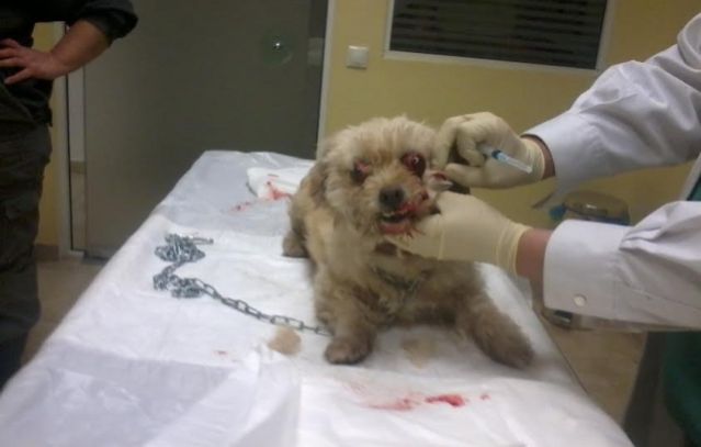 Βρέθηκε τραυματισμένο το σκυλάκι της φωτογραφίας - Μήπως το ψάχνετε;