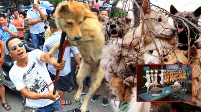 Στη σούβλα καταλήγουν χιλιάδες σκυλιά σε φεστιβάλ προς άγραν... τουριστών