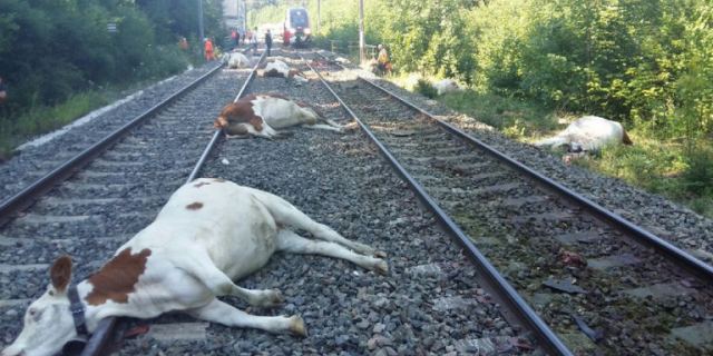 Τρένο έπεσε πάνω σε κοπάδι με 60 αγελάδες! [εικόνα]