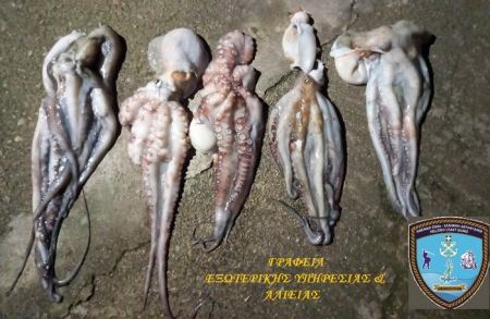 Φθιώτιδα: Κατασχέθηκαν οκτώ κιλά χταπόδια από ερασιτέχνη αλιέα