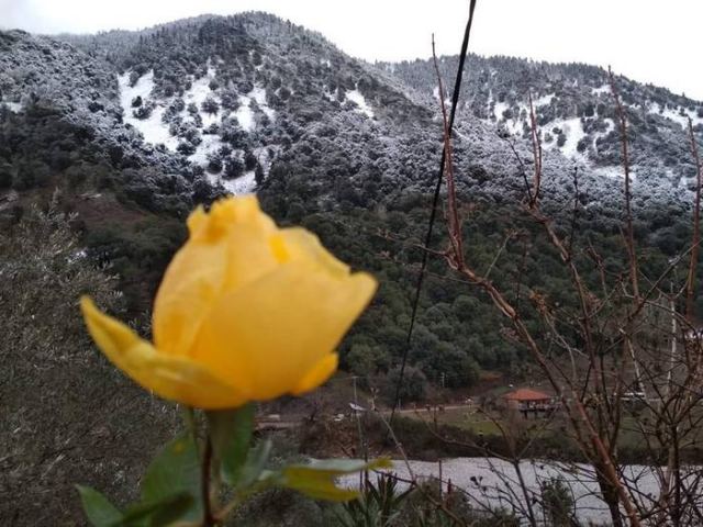 Τριαντάφυλλο και χιόνι