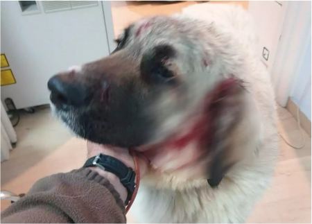 Αδιανόητο περιστατικό στο Ρέθυμνο - Άνδρας πυροβόλησε στο κεφάλι σκύλο που έπαιζε σε αυλή με δυο μικρά παιδιά