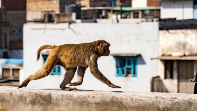 Αδιανόητο: Μαϊμούδες σκότωσαν 72χρονο πετώντας του τούβλα από δέντρο!