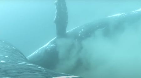 Βίντεο απαθανατίζει φάλαινες να κάνουν «σπα» στη θάλασσα