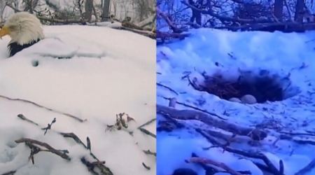 Ένας αετός στη Μινεσότα θάφτηκε μέχρι το κεφάλι από χιόνι για να προστατέψει τα αυγά του (BINTEO)
