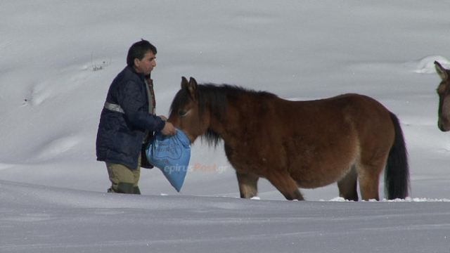 Τα άλογα εγκλωβίστηκαν στα χιόνια - Δείτε πως τα έσωσαν - ΒΙΝΤΕΟ