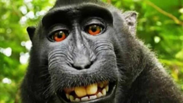 Οι viral ιστορίες από τις ΗΠΑ για το 2018: Μέλισσες στην Times Square κι ο πίθηκος που βγάζει selfie