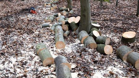 Φθιώτιδα: Ο καυγάς για τα κλεμμένα ξύλα στοίχισε τη ζωή σε 41χρονο