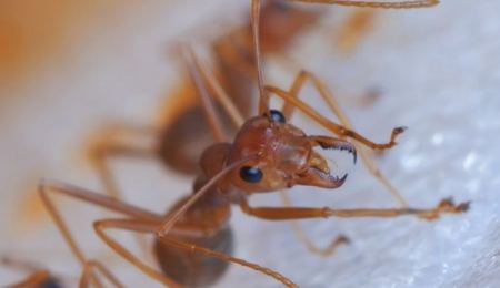 Πάνω από 500 είδη μυρμηγκιών ζουν σε μέρη που δεν θα έπρεπε - Γιατί αποτελούν απειλή