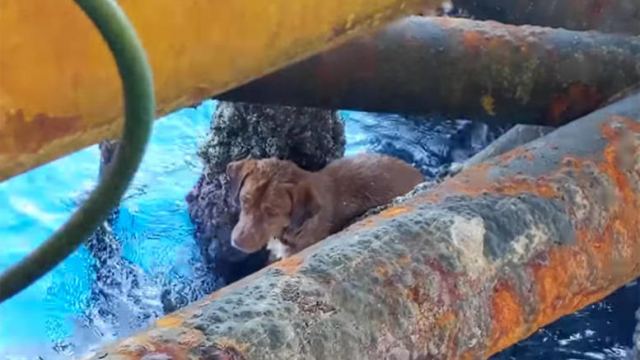 H διάσωση σκύλου που κολυμπούσε 220 χλμ μακριά από την ακτή
