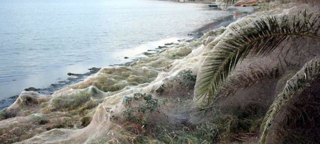 Εντυπωσιακό φαινόμενο στο Αιτωλικό: Πέπλο αράχνης «κατάπιε» 300 μέτρα βλάστησης [εικόνες]