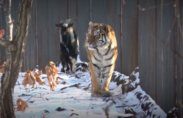 Ο τίγρης Αμούρ… μετακομίζει κι αφήνει πίσω τον τράγο Τιμούρ! video