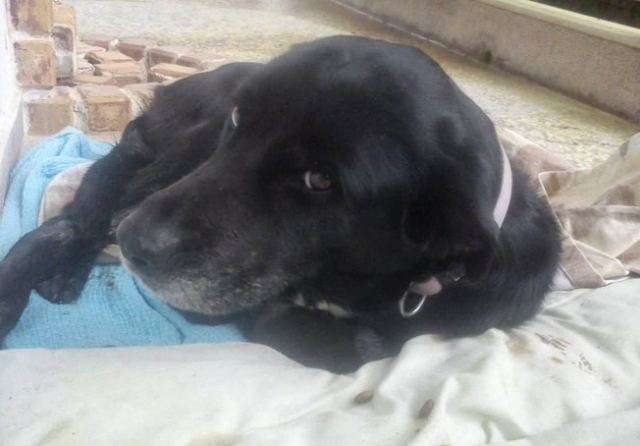 Χάθηκε τυφλή σκυλίτσα - Βοηθήστε να τη βρούμε
