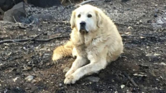 Σκότωσαν σκυλίτσα με βέργα ψαροντούφεκου στο Αγρίνιο
