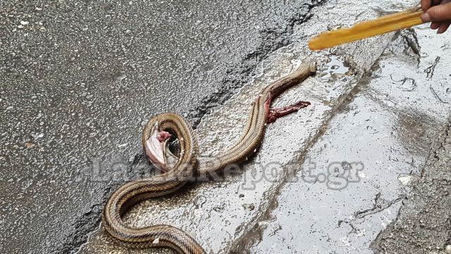 Λαμία: Φίδι στο κέντρο της πόλης (ΒΙΝΤΕΟ - ΦΩΤΟ)