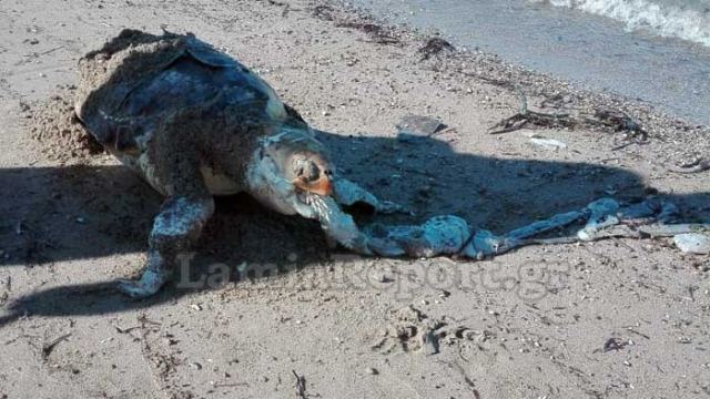 Νεκρή χελώνα στην παραλία του Σχοινιά