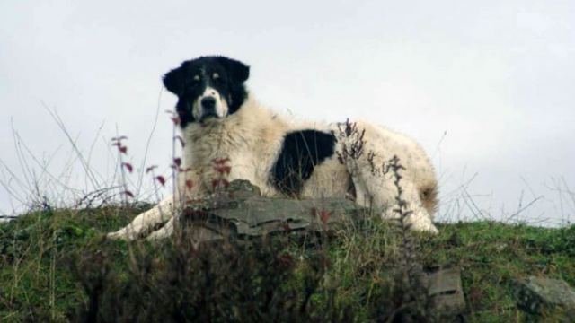 Φθιώτιδα: «Τσοπανόσκυλα σκότωσαν το σκύλο μου»