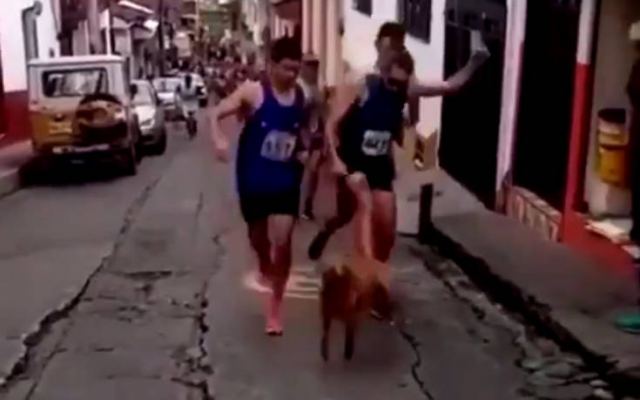 Δρομέας κλωτσάει σκύλο που πετάχτηκε μπροστά του κατά τη διάρκεια αγώνα δρόμου