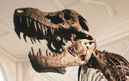 Ελβετία: Σκελετός Tυραννόσαυρου Ρεξ πωλήθηκε έναντι 5,6 εκατ. ευρώ