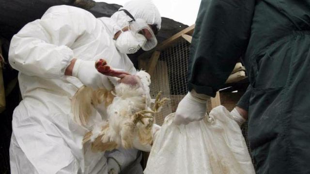 Οκτώ χώρες ανέστειλαν εισαγωγές πουλερικών από Γαλλία