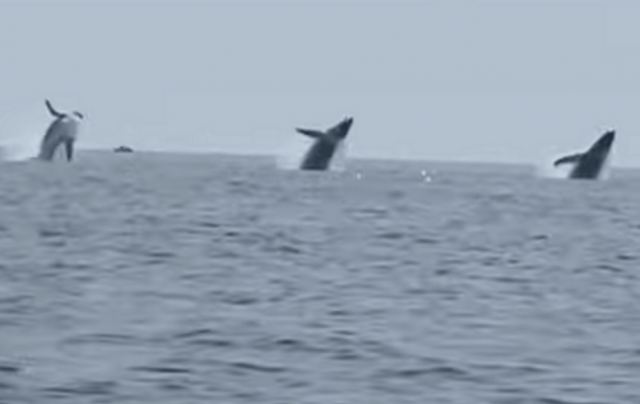 Σαν συγχρονισμένη κολύμβηση: Η στιγμή που τρεις φάλαινες βουτούν ταυτόχρονα