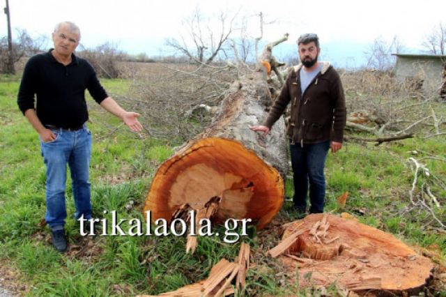 Έκοψαν αιωνόβια δέντρα - Για ιστορικό έγκλημα μιλούν οι κάτοικοι της περιοχής (ΦΩΤΟ-ΒΙΝΤΕΟ)
