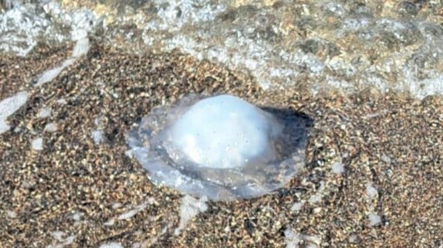 Ρόδος: Οι δηλητηριώδεις μέδουσες του ενός μέτρου από την Ερυθρά Θάλασσα γέμισαν τις παραλίες