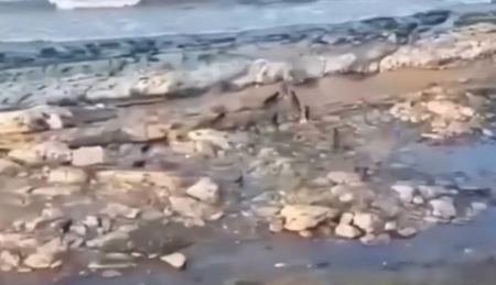 Σοκαριστικό βίντεο με αγέλη άγριων σκύλων που κυνηγά αγόρι σε παραλία
