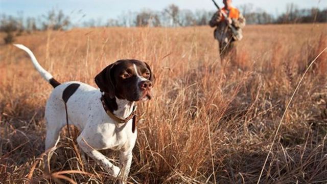 Ευρυτανία: Κυνηγοί προσοχή, ρίχνουν φόλες στα κυνηγόσκυλα