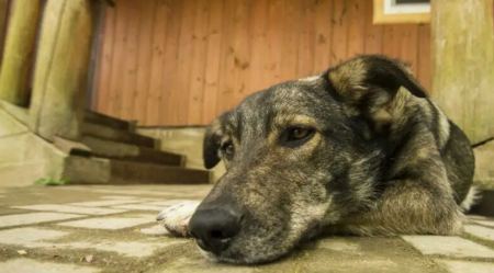 Βρετανία: «Χρυσές δουλειές» για τις εταιρείες με σκύλους που εντοπίζουν κοριούς