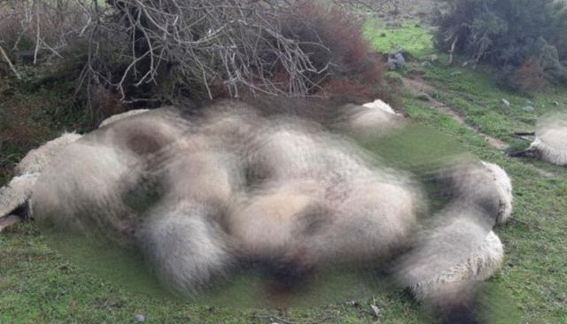 Κεραυνός σκότωσε ένα κοπάδι με πρόβατα