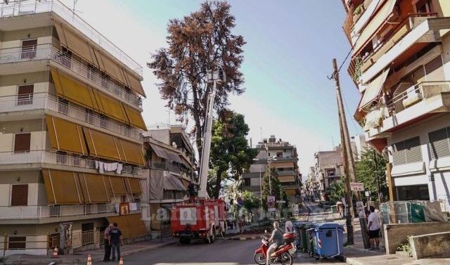 Λαμία: Τέλος εποχής για ένα από τα ιστορικά δέντρα της πόλης (ΒΙΝΤΕΟ)