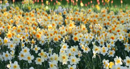 Τα πελώρια λιβάδια με τους νάρκισσους στις Πρέσπες -Τα αυτοφυή, προστατευόμενα λουλούδια