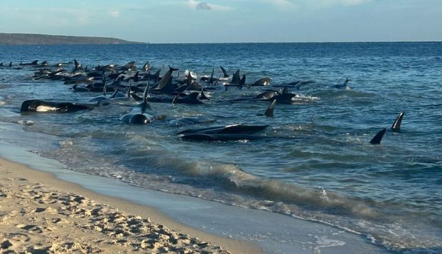 Μάχη για τη διάσωση 150 φαλαινών που εξόκειλαν στην Αυστραλία