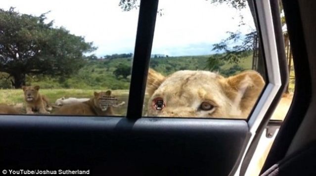 ΒΙΝΤΕΟ: Είδαν ξαφνικά το λιοντάρι να ανοίγει την πόρτα του αυτοκινήτου