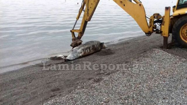 Νεκρό δελφίνι στα Καμένα Βούρλα